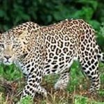 29_07_2020-leopard
