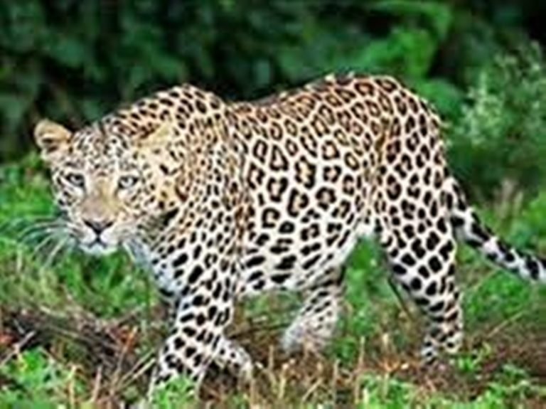 29_07_2020-leopard