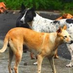 k28p9cus_dog_625x300_06_June_25