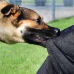 29_04_2023-stray_dog_23398844