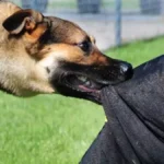 20_04_2023-stray_dogs_news_23391128