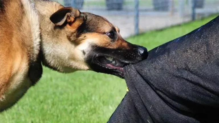 20_04_2023-stray_dogs_news_23391128